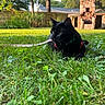 cat, black_cat, pet, harness, leash, grass, garden, backyard, outdoors, animal, feline, whiskers, greenery, lawn, stone_fireplace, sunlight, trees, alert, crouching, portrait