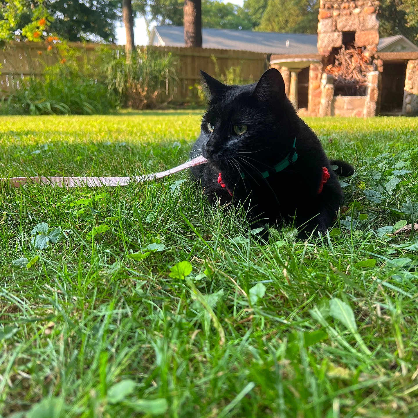 Ember is registered to the contest to win money with this photo: alert, animal, backyard, black_cat, cat, crouching, feline, garden, grass, greenery, harness, lawn, leash, outdoors, pet, portrait, stone_fireplace, sunlight, trees, whiskers