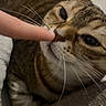 animal, cat, closeup, cozy, curious, cute, domestic, finger, fur, human_hand, indoor, interaction, nose, pet, relaxing, resting, sniffing, soft_light, tabby, whiskers