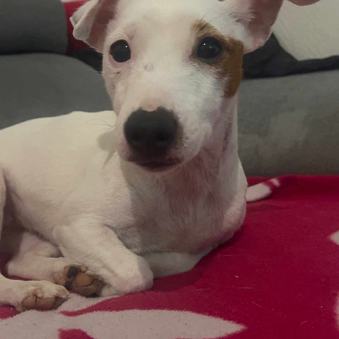 Nala participe au concours pour gagner de l'argent avec cette photo : animal, blanket, brown_patch, companion, cute, dog, domestic_animal, ears, fur, home, indoor, looking, lying_down, paw, pet, red_blanket, resting, small_dog, sofa, white_dog