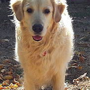 I'Vanille a rejoint le concours — aidez-le/la à gagner de superbes lots ! animal, autumn, canine, cute, daylight, dog, friendly, fur, garden, golden_retriever, grass, leaves, mammal, nature, outdoor, pet, portrait, standing, sunlight, walking