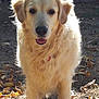 animal, autumn, canine, cute, daylight, dog, friendly, fur, garden, golden_retriever, grass, leaves, mammal, nature, outdoor, pet, portrait, standing, sunlight, walking