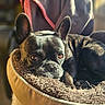 Paqui a rejoint le concours — aidez-le/la à gagner de superbes lots ! animal, blanket, bulldog, canine, dog, dogbed, frenchbulldog, pet, pitbull, puppy