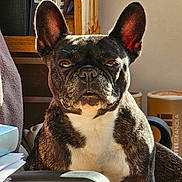 Paqui a rejoint le concours — aidez-le/la à gagner de superbes lots ! animal, bookcase, bostonbull, boxer, bulldog, canine, dog, frenchbulldog, furniture, pet, pitbull, puppy, tape