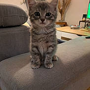 Coquillette a rejoint le concours — aidez-le/la à gagner de superbes lots ! kitten, cat, tabby, gray, couch, armrest, indoor, living_room, furniture, pet, cute, small, young, fur, whiskers, ears, eyes, floor, table, decor