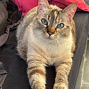Luna a rejoint le concours — aidez-le/la à gagner de superbes lots ! cat, blue_eyes, stretching, paw, couch, red_pillow, indoor, fur, whiskers, relaxed, pet, animal, tabby, close_up, claws, looking_at_camera, feline, home, comfortable, portrait