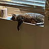 cat, tabby, sleeping, windowsill, sunlight, blinds, indoor, relaxing, paw, feline, striped, resting, cozy, home, pet, animal, window, daylight, quiet, calm