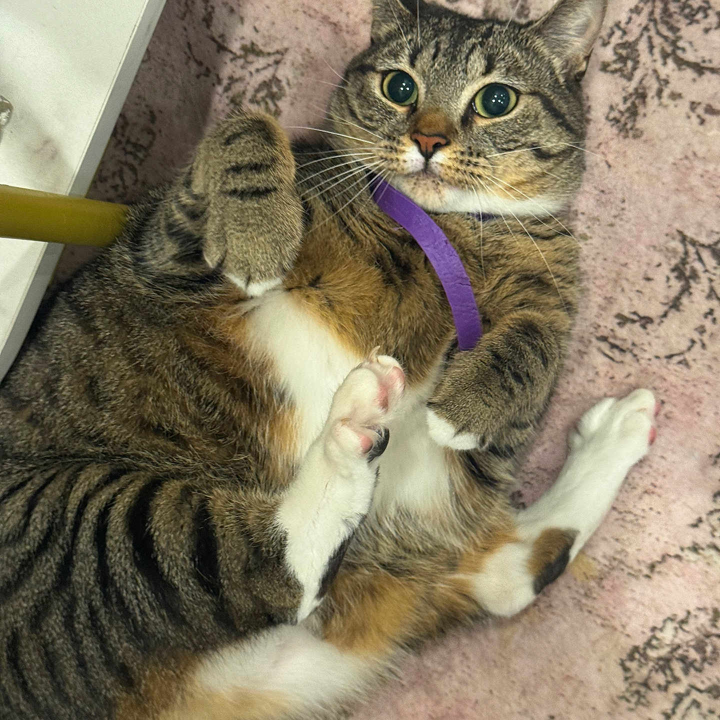 Astra is registered to the contest to win money with this photo: cat, tabby, pet, indoor, fur, collar, paws, cute, animal, mammal, whiskers, relaxed, lying_down, floor, closeup, playful, domestic_cat, striped, pink_paw_pads, curled_paws