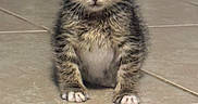 Astra is registered to the contest to win money with this photo: kitten, cat, tabby, floor, indoor, pet, animal, cute, small, fur, whiskers, ears, paws, young, curious, sitting, looking, domestic, tile, background