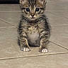 kitten, cat, tabby, floor, indoor, pet, animal, cute, small, fur, whiskers, ears, paws, young, curious, sitting, looking, domestic, tile, background
