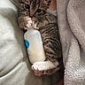 Astra joined the competition — help win amazing prizes! kitten, cat, baby_bottle, paw, blanket, fur, striped, cute, pet, animal, cozy, snuggle, resting, small, tabby, indoor, soft, person, hand, sleepy