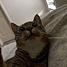 Astra is registered to the contest to win money with this photo: cat, tabby, pet, animal, fur, whiskers, bed, blanket, indoor, close_up, face, ears, eyes, curious, wide_eyes, sleeping_area, comfort, window, light, home