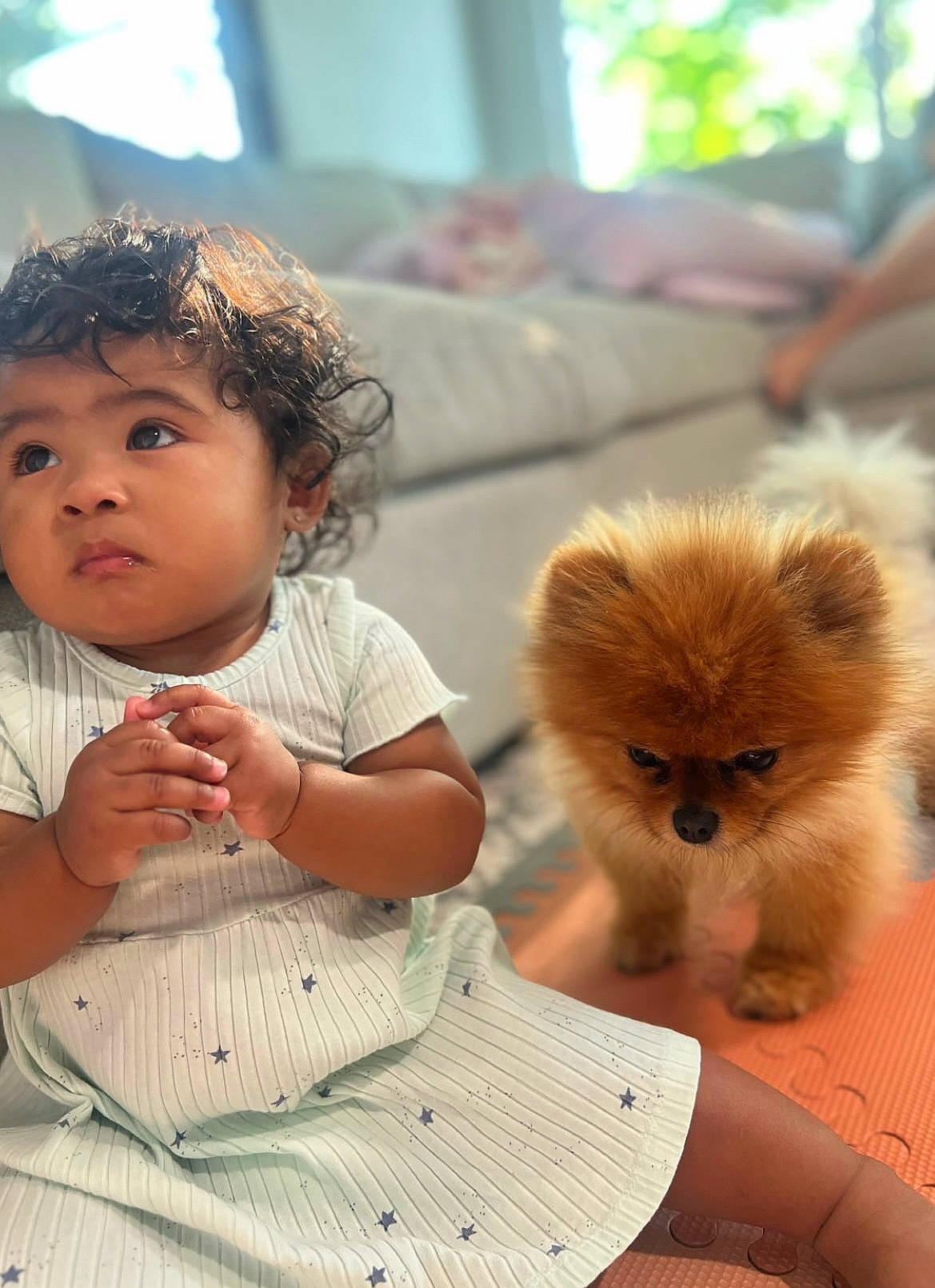 Mika joined the competition — help win amazing prizes! baby_toddler_clothing, carnivore, child, companion_dog, dog, dog_breed, eye, fawn, fur, german_spitz, german_spitz_klein, happy, person, sitting, skin, spitz, tail, terrestrial_animal, toddler, toy_dog