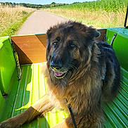 Oyla participe au concours pour gagner de l'argent avec cette photo : animal, canine, dog, field, fur, german_shepherd, grass, green, happy, leash, nature, outdoor, pet, resting, road, sky, summer, sunlight, sunshine, vehicle_bed