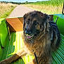animal, canine, dog, field, fur, german_shepherd, grass, green, happy, leash, nature, outdoor, pet, resting, road, sky, summer, sunlight, sunshine, vehicle_bed