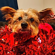 Riley is registered to the contest to win money with this photo: dog, small_dog, close_up, fur, ears, eyes, nose, red_tinsel, festive, holiday, curious, pet, indoor, fluffy, cute, portrait, animal, decorations, celebration, cozy