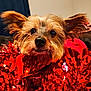 dog, small_dog, close_up, fur, ears, eyes, nose, red_tinsel, festive, holiday, curious, pet, indoor, fluffy, cute, portrait, animal, decorations, celebration, cozy