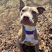 Koa joined the competition — help win amazing prizes! dog, pet, canine, purple_collar, outdoor, backyard, dry_leaves, sunlight, ears_up, attentive, brown_fur, white_chest, sitting, nature, animal, daylight, earthy_tones, playful, alert, friendly