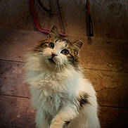 Ernie joined the competition — help win amazing prizes! cat, fluffy, curious, indoor, wooden_background, pet, animal, feline, whiskers, fur, expression, eyes, soft_light, domestic, portrait, close_up, looking_up, cute, mammal, kitten