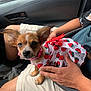 dog, puppy, small_dog, strawberry_dress, pet_clothing, person, hand, lap, car_interior, car_door, shorts, seat, window, ear, cute, pet, animal, companion, travel, affection