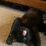Lemmy joined the competition — help win amazing prizes! cat, black_cat, pet, tongue_out, playful, carpet, indoor, furniture, animal, cute, stretching, whiskers, fur, eyes, nose, paw, lying_down, funny, domestic, mammal
