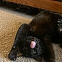 cat, black_cat, pet, tongue_out, playful, carpet, indoor, furniture, animal, cute, stretching, whiskers, fur, eyes, nose, paw, lying_down, funny, domestic, mammal