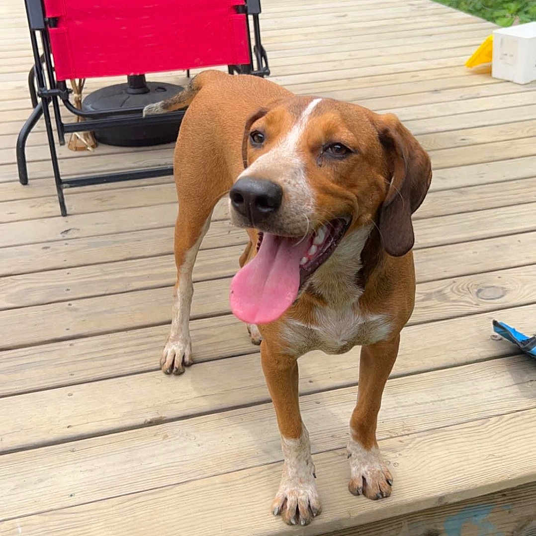 Mabeline Kathleen joined the competition — help win amazing prizes! animal, canine, daylight, dog, domestic_animal, ears, four_legs, fur, greenery, happy, nature, outdoor, pet, playful, red_chair, smiling, snout, tongue_out, wood, wooden_deck