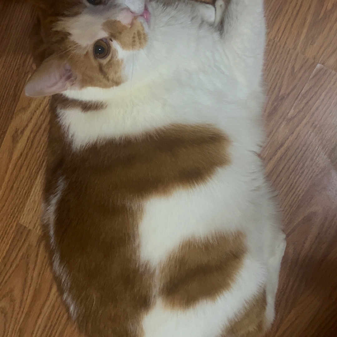 Thomas Alawishes is registered to the contest to win money with this photo: animal, blep, cat, cute, domestic_cat, feline, flooring, fur, housecat, indoor, looking_up, lying_down, mammal, orange_and_white, pet, playful, relaxed, tabby_pattern, whiskers, wooden_floor