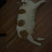 Thomas Alawishes is registered to the contest to win money with this photo: animal, cat, chubby, domestic_cat, ears, feline, floor, fur, indoor, lazy, looking_up, lying_down, orange, paws, pet, relaxed, tail, whiskers, white, wooden_floor