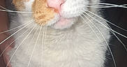 Thomas Alawishes is registered to the contest to win money with this photo: animal, cat, close_up, cute, domestic_cat, ears, eyes, face, feline, fur, hand, holding, indoor, looking_at_camera, mammal, nose, orange_and_white, pet, portrait, whiskers