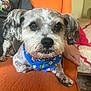 Scruffy Lufakiss joined the competition — help win amazing prizes! animal, blue_bandana, close_up, companion, cozy, cute, cute_pet, dog, domestic_animal, ears, fur, furniture, indoor, living_room, orange_couch, person_hand, pet, portrait, resting, small_dog