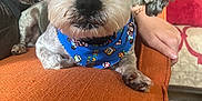 Scruffy Lufakiss is registered to the contest to win money with this photo: animal, bandana, blue_bandana, closeup, companion, cozy, cute, dog, domestic, fluffy_ears, furniture, hand, indoor, living_room, orange_couch, pet, portrait, resting, small_dog, super_mario