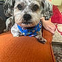 animal, bandana, blue_bandana, closeup, companion, cozy, cute, dog, domestic, fluffy_ears, furniture, hand, indoor, living_room, orange_couch, pet, portrait, resting, small_dog, super_mario