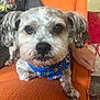 Scruffy Lufakiss is registered to the contest to win money with this photo: animal, bandana, blue_bandana, canine, close_up, companion, cute, dog, domestic_animal, fluffy_ears, fur, home, indoor, looking_at_camera, orange_chair, paw, pet, portrait, relaxed, small_dog