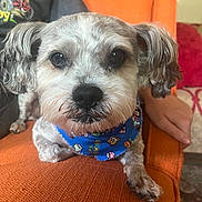 Scruffy Lufakiss joined the competition — help win amazing prizes! animal, bandana, blue_bandana, canine, close_up, companion, cute, dog, domestic_animal, fluffy_ears, fur, home, indoor, looking_at_camera, orange_chair, paw, pet, portrait, relaxed, small_dog