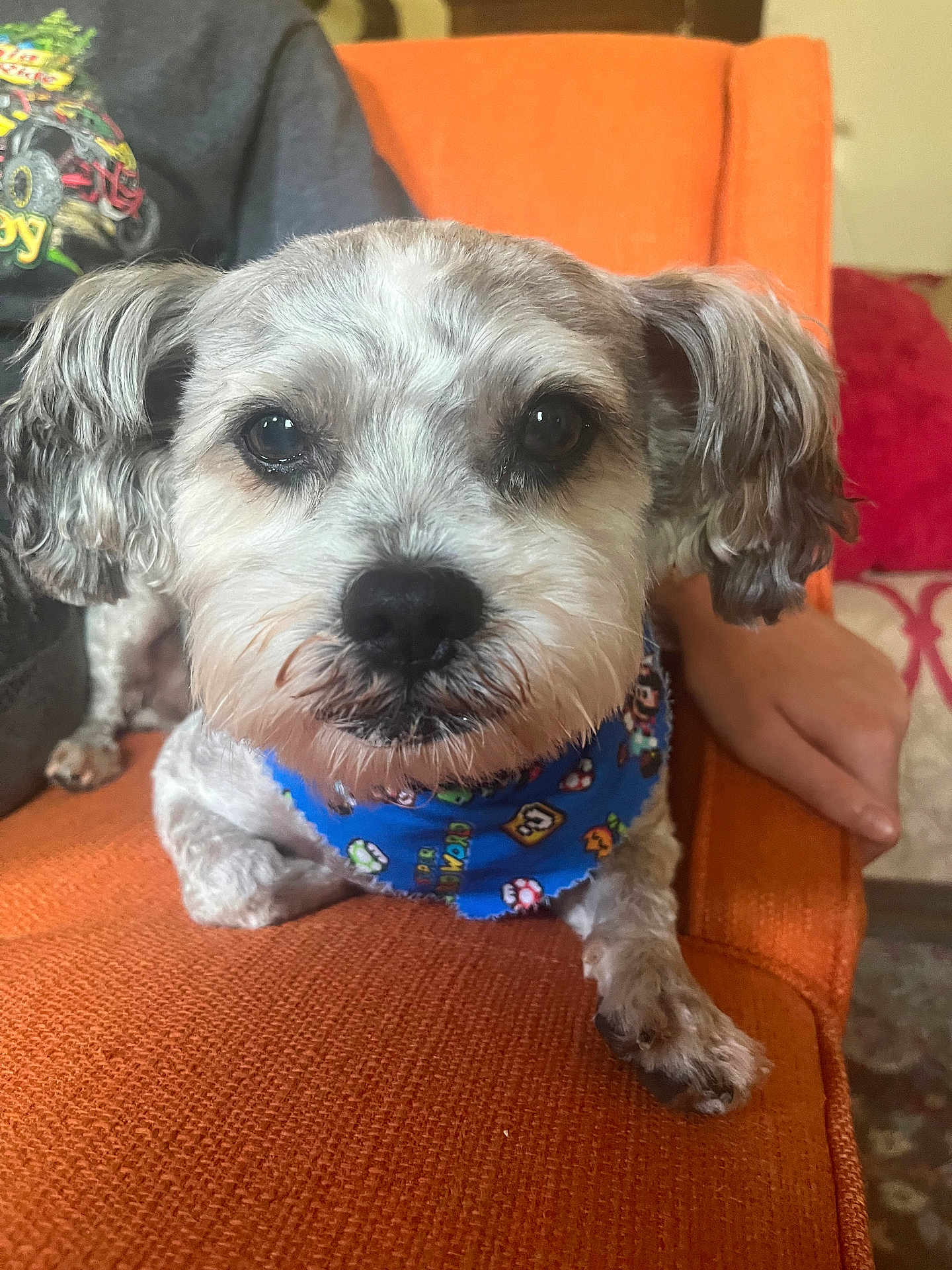 Scruffy Lufakiss joined the competition — help win amazing prizes! animal, bandana, blue_bandana, canine, close_up, companion, cute, dog, domestic_animal, fluffy_ears, fur, home, indoor, looking_at_camera, orange_chair, paw, pet, portrait, relaxed, small_dog
