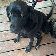 Layla Grace is registered to the contest to win money with this photo: dog, black_dog, pet, animal, wooden_deck, floor, paw, tail, outdoor, canine, sitting, looking_up, fur, ears, brown_eyes, companion, domestic_animal, cute, friendly, mammal