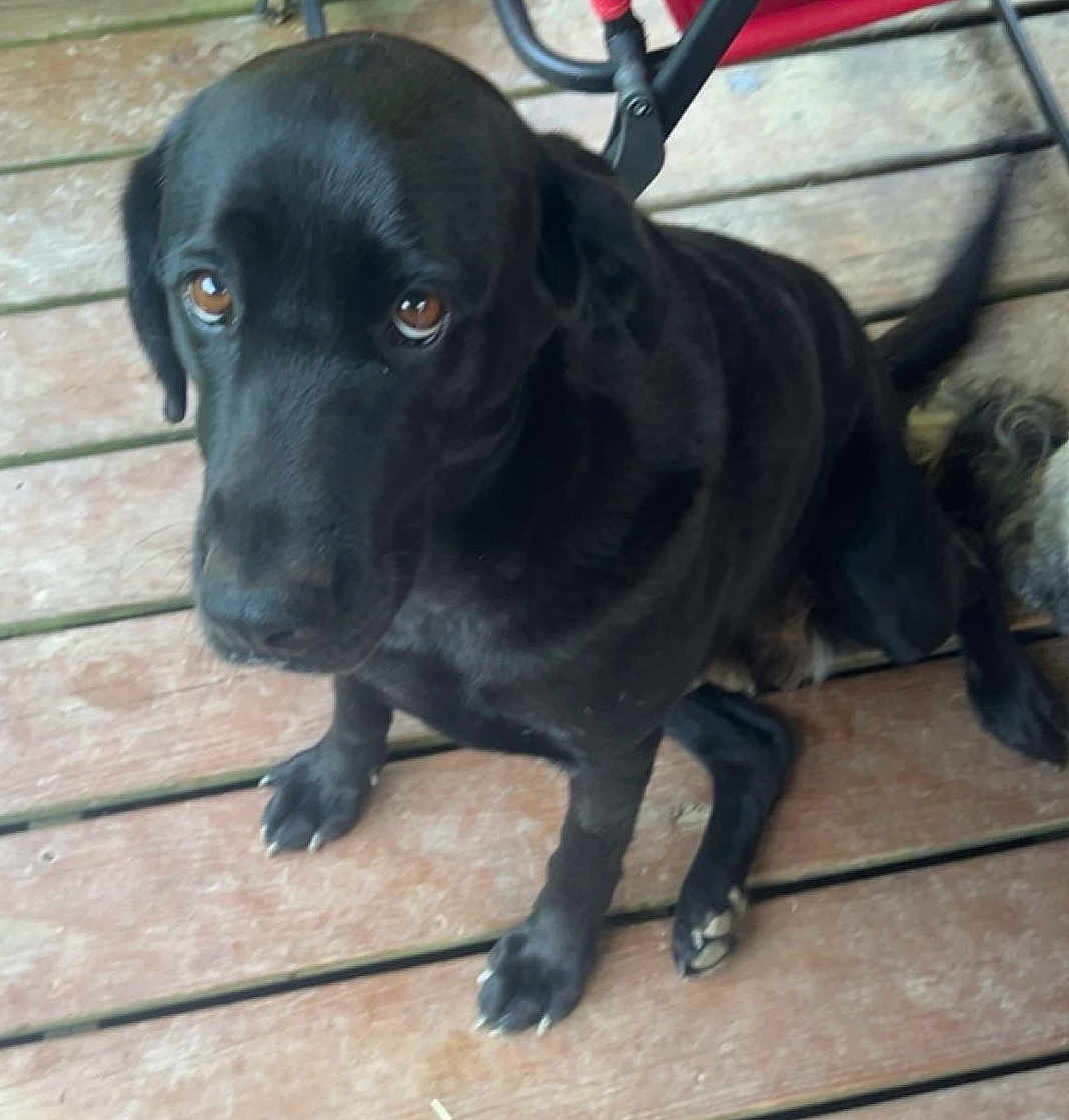 Layla Grace is registered to the contest to win money with this photo: dog, black_dog, pet, animal, wooden_deck, floor, paw, tail, outdoor, canine, sitting, looking_up, fur, ears, brown_eyes, companion, domestic_animal, cute, friendly, mammal