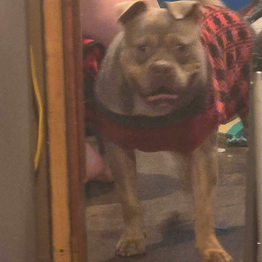 Whiskey joined the competition — help win amazing prizes! animal, blue_wall, blurred, canine, companion, cord, cute, dog, domestic, floor, furniture_leg, indoor, mammal, pet, plaid, red_clothing, tail, wagging_tail, walking, wooden_doorframe