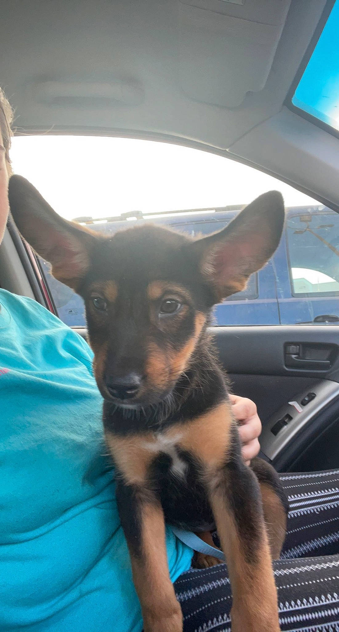 Shadow joined the competition — help win amazing prizes! automotive_mirror, canidae, carnivore, comfort, companion_dog, dog, dog_breed, ear, fawn, fur, head_restraint, snout, sporting_group, steering_wheel, toy_dog, travel, vehicle_door, whiskers, window, windshield