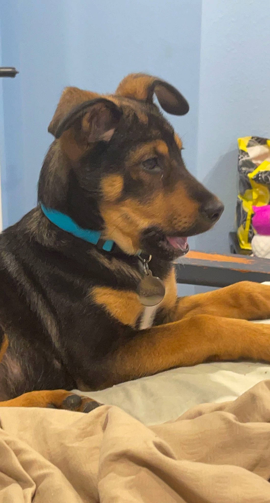 Shadow is registered to the contest to win money with this photo: canidae, carnivore, collar, comfort, companion_dog, dog, dog_breed, dog_collar, dog_supply, ear, fawn, fur, guard_dog, pet_supply, rottweiler, snout, sporting_group, whiskers, working_animal, working_dog