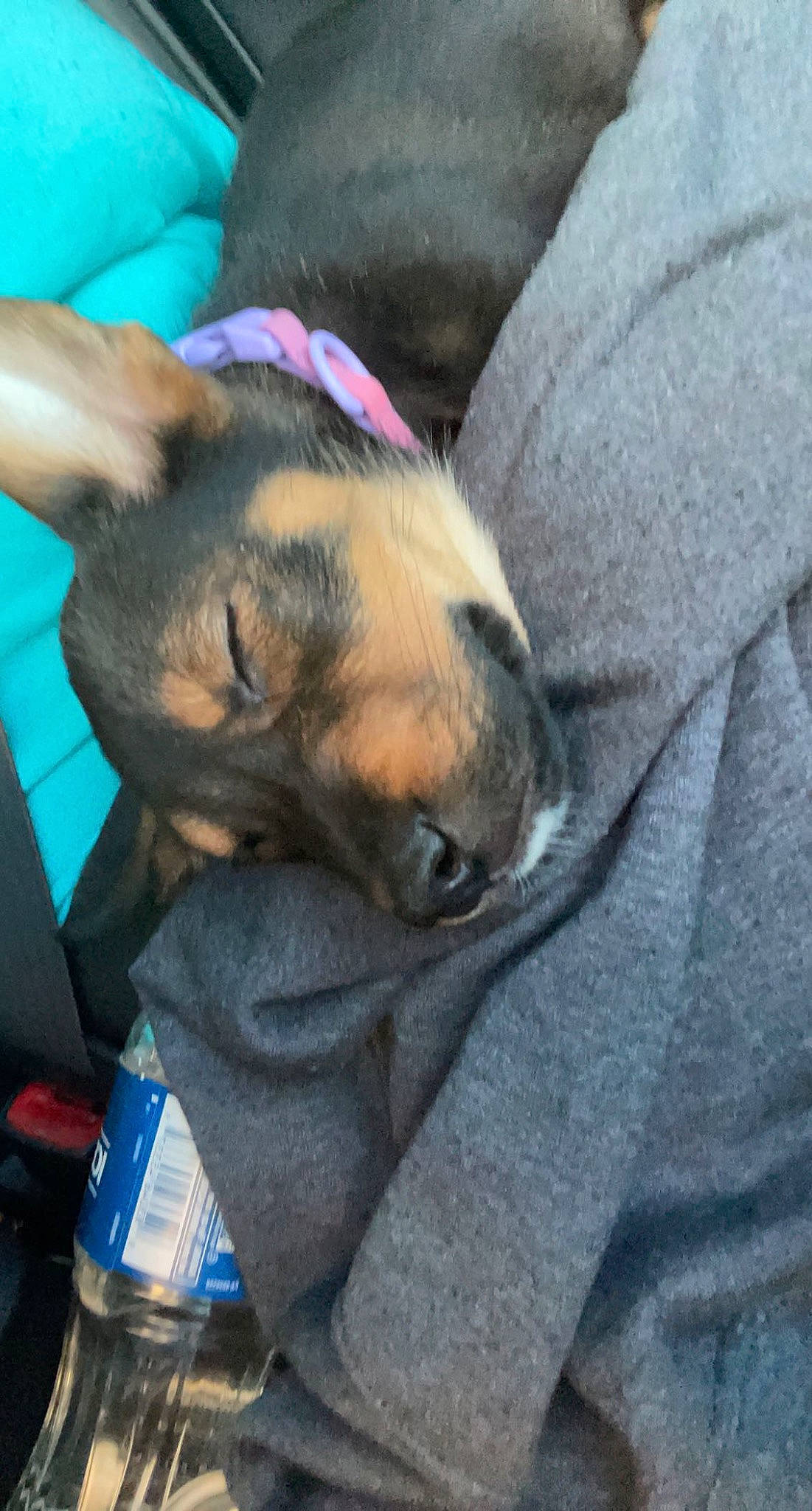 Shadow joined the competition — help win amazing prizes! canidae, carnivore, collar, comfort, companion_dog, dog, dog_breed, dog_supply, ear, electric_blue, fawn, fur, guard_dog, puppy, snout, sporting_group, toy_dog, whiskers, working_animal, working_dog