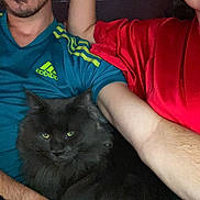 Tao a rejoint le concours — aidez-le/la à gagner de superbes lots ! adidas_logo, arm, black_cat, blue_shirt, candid, casual, cat, close_up, companionship, cozy, feline, fluffy, green_eyes, human, indoor, person, pet, red_clothing, relaxing, resting