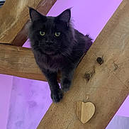 Tao participe au concours pour gagner de l'argent avec cette photo : cat, black_cat, green_eyes, wood, wooden_beams, heart, purple_background, pet, animal, feline, curious, indoor, close_up, fluffy, whiskers, claws, portrait, cute, resting, looking