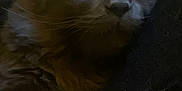 Tao participe au concours pour gagner de l'argent avec cette photo : animal, cat, closeup, companion, cozy, domestic, ears, face, feline, fluffy, fur, indoor, paw, pet, quiet, relaxed, resting, sleeping, soft, whiskers