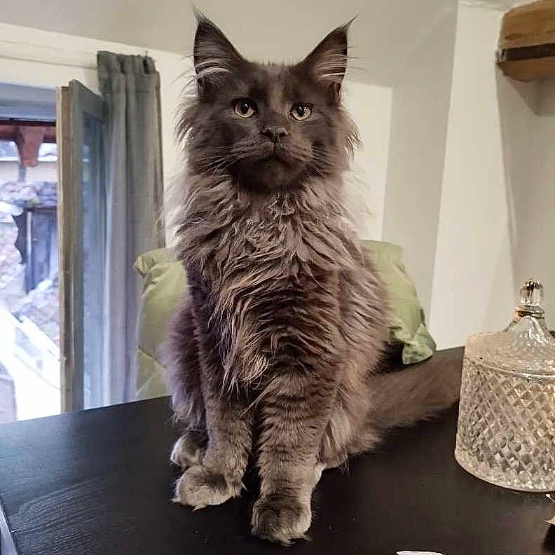 Tao a rejoint le concours — aidez-le/la à gagner de superbes lots ! animal, cat, closeup, cozy, curtain, cute, domestic, feline, fluffy, fur, glass_jar, gray_cat, household, indoor, natural_light, pet, portrait, sitting, table, window
