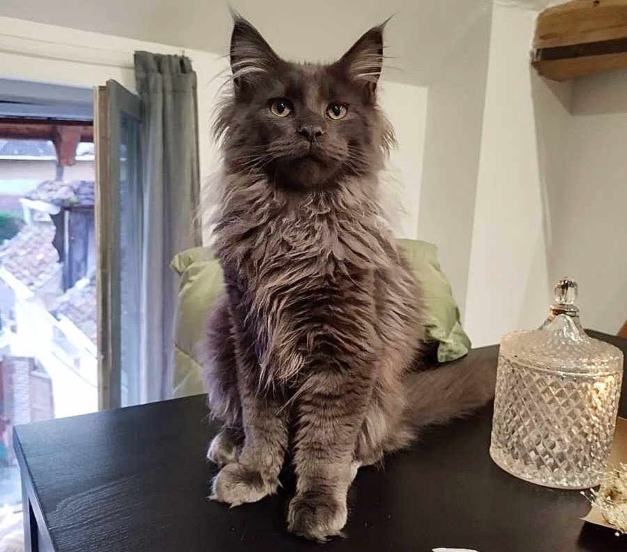 Tao a rejoint le concours — aidez-le/la à gagner de superbes lots ! cat, gray_cat, fluffy, indoor, table, glass_jar, curtain, window, household, pet, feline, fur, sitting, domestic, cozy, natural_light, closeup, portrait, animal, cute