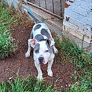 Caprice is registered to the contest to win money with this photo: dog, animal, pet, leash, outdoor, grass, dirt, brick_wall, fence, guard, alert, white, grey, ears, snout, four_legs, collar, nature, daylight, ground