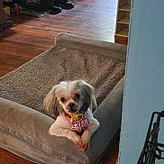 Lori joined the competition — help win amazing prizes! dog, pet, dog_bed, wooden_floor, indoor, small_dog, cozy, animal, furry, paws, curious, resting, home, furniture, collar, cute, companion, domestic, relaxed, toy