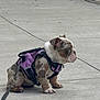 Remy joined the competition — help win amazing prizes! animal, bulldog, canine, concrete, cute, dog, ears, fur, harness, leash, outdoor, paw, pet, profile, puppy, purple, sidewalk, sitting, small, young